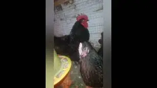 Цыплята переехали в брудер./Петухи подрались./Куры зажирели.