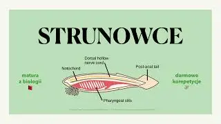 #27 Strunowce - 4 cechy charakterystyczne, podział, lancetnik, osłonice - budowa 🌊 matura z biologii