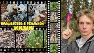 Уборка мусора в лесу! Почистил лес от грязи. Эксперимент