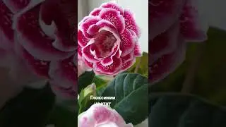 Глоксинии Тутти- фрутти,  Шалунья, Санта-фе.