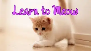 Learn to Meow but it's only meow