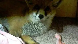 Лисёнок / fox. См описание / see description