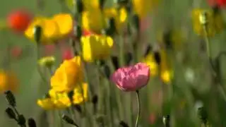My Edited Video