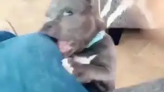 Dangerous Pitbull puppy!!