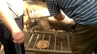 Чистка туши кабана/свиньи/необычным способом.