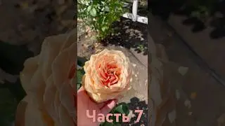 Ч.7 Обзор роз с названиями #огород #рекомендации #обзор #розы #саженцы #распаковка #капельныйполив