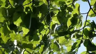 Amazing Nature Scenery | The Breathtaking Beauty of Nature| Beautiful Nature View||Nature Relaxation
