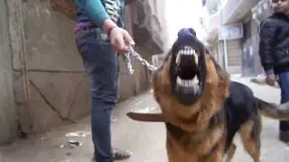 بيقولك ان ده اشرس كلب جيرمن في مصر والعالم كله حد يقنعني