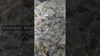 sea ​​fleas destroy shrimp