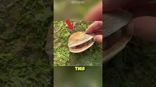 This Snail Bites