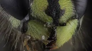 3D FOCUS STACK OF A WASP