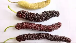 Tasting Saharanpur Local, Pakistan, Taiwan Long and Skinner mulberries. .