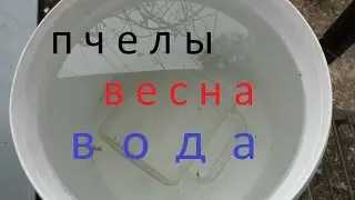Пчелы, весна, вода