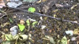 Home hive suffering pesticide poisoning