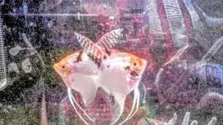 Парочка Скалярий чистит место для нереста