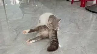 You Laugh You Lose🎏Funniest Dogs and Cats 2025🎠