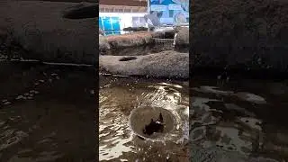 Horn Shark Egg Case Torpedoes into the Water in Slow Motion!
