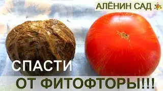 Как СПАСТИ урожай томатов от фитофторы?! / Проверенный способ!