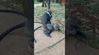 Monkey Grooming His Partner #animals #wildlife #krugernationalpark