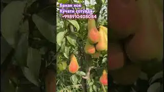 ☎️91-040-80-84 Аббат фител нок кўчати сотувда #uzbekistan #tashkentuzbekistan #toshkent