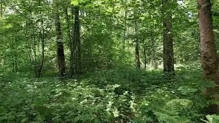 ПЕНИЕ ПТИЦ ЭТО ЗВУКИ ГАРМОНИИ И СЧАСТЬЯ
