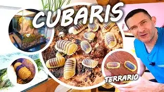 TUTO CUBARIS + BONUS 16 ESPÈCES 