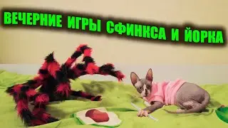 Дружба кота сфинкса и йорка