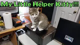 My Little Helper Kitty!!!