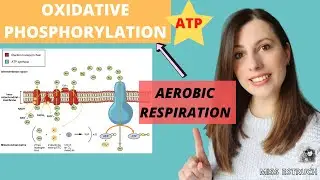 OXIDATIVE PHOSPHORYLATION: A-level Biology Aerobic respiration.  Chemiosmotic theory and ETC