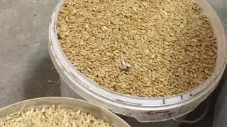 Processing of FEED and attack of SAPSANs!!! 23.11.18