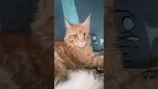 Завтрак в постель от кота  .💞