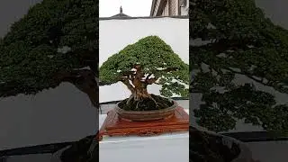 pamnas bonsai badung 2024 #bonsai #bonsaitree #bonsaiinspirasi #inspirasibonsai