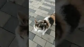трётся об камеру.