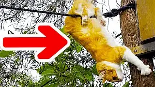 Kitten Teddy's First Cicada Gift & Little Cat Tree Lesson Fail 😻