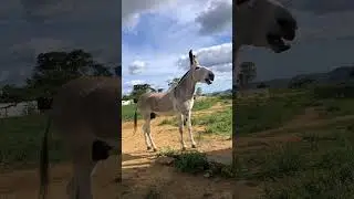 UN BELLO ANIMAL