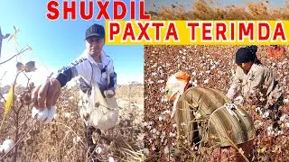 HOW COTTON IS HARVESTED