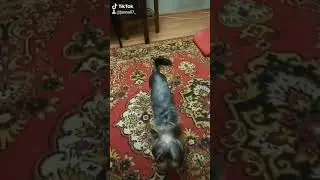 Ника