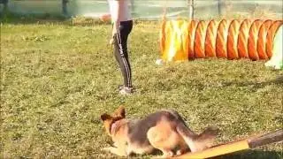 Agility training - GERMAN SHEPHERD BRITNEY - MÁLKOV