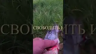 Щука вылетела из кустов #рыбалка #carpfishing #carp #карп #рыба #рыбалка с берега#щукалетом #