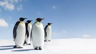 Antarctic Wildlife Adventures || Full Documentary with subtitles