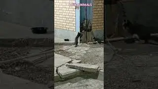 بازی بچه گربه ها با مامانشون 