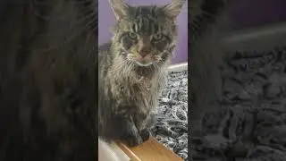 Мейн-Кун Бруклин #после душа