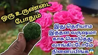 ஒரு செடிக்கு ஒரு உருண்டை  பூக்காத செடியில் கூட அதிக பூக்கள் பூக்க வைக்கும் | SUMMER FLOWER BOOSTER😱🌹