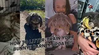 HOW TO LITTER-TRAIN YOUR BUNNY!! BARNEY UPDATE!!