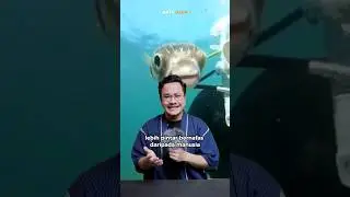 Ikan lebih pintar bernafas dari manusia?