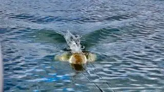 TOP WATER eats EPIC compilation