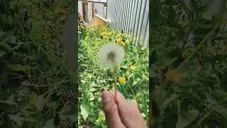 Чудо-цветок #life #flowers #чудо#природа #dimmann71 #2024 #reels #youtubeshorts