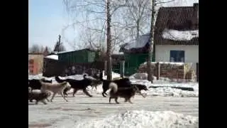 собачий остров