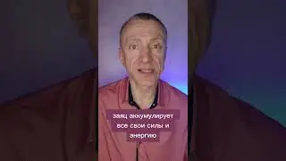 Морковка спереди, морковка сзади. Метафора в продажах #интеллектдневник - https://t.me/spanferoff