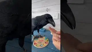 #animal #commonraven #crow #ravenbird #birds #ворона #воронгоша #raven